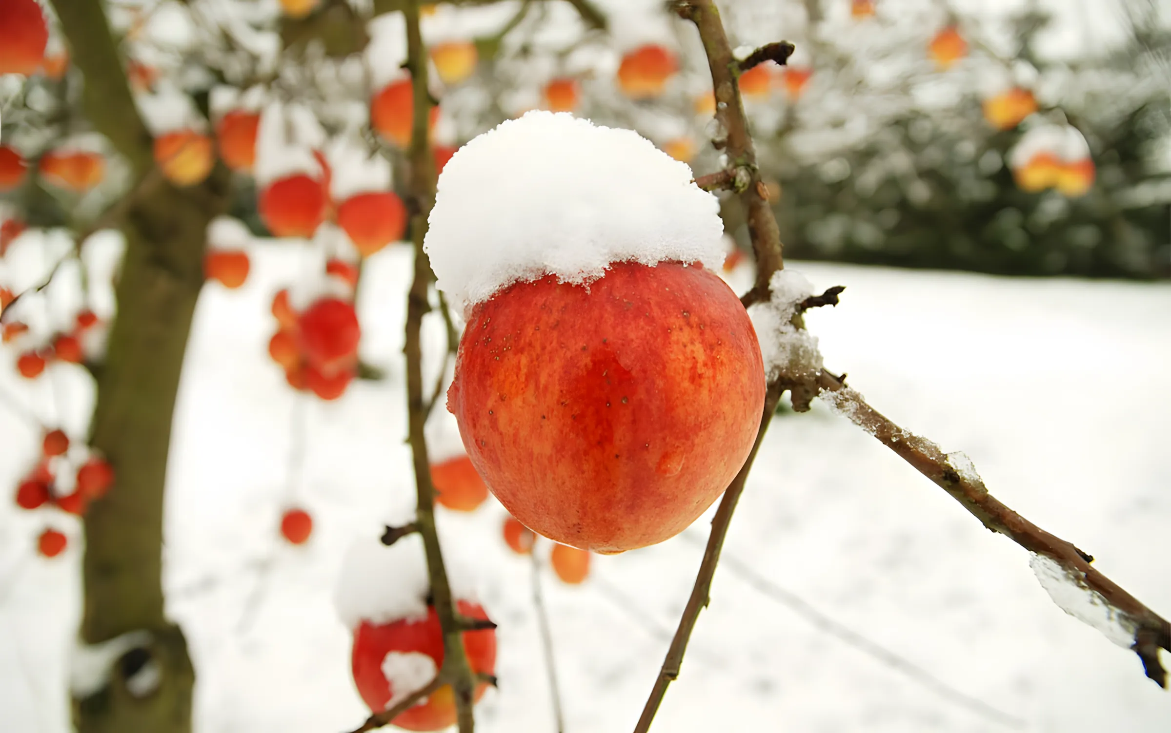 Check: heb je alles op tijd klaar gekregen? 8 belangrijke tuinklussen vóór de winter