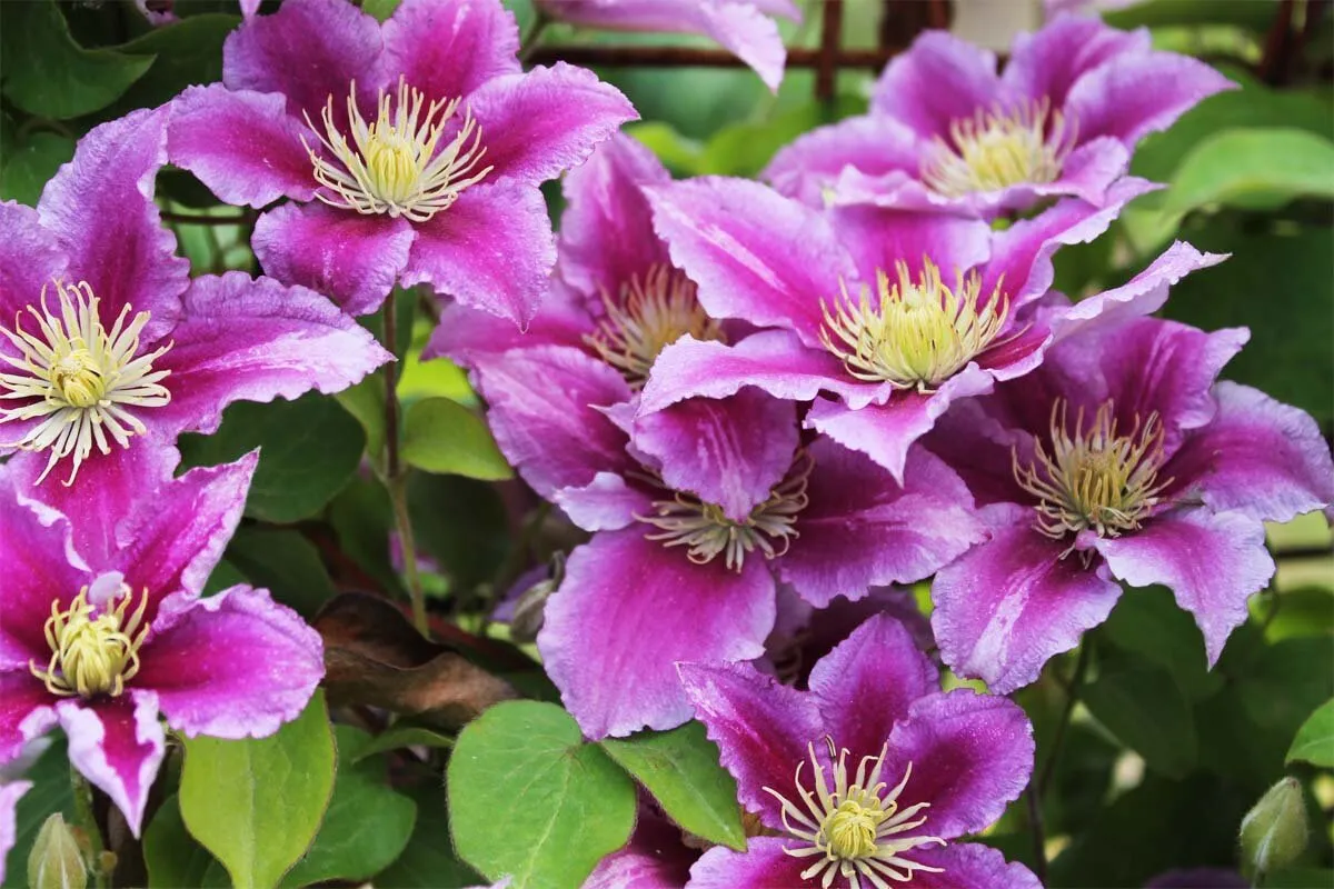 Clematis zullen bezaaid zijn met bloemen! Hier leest u wat u moet voeren en wat u nog meer moet doen voor een weelderige bloei