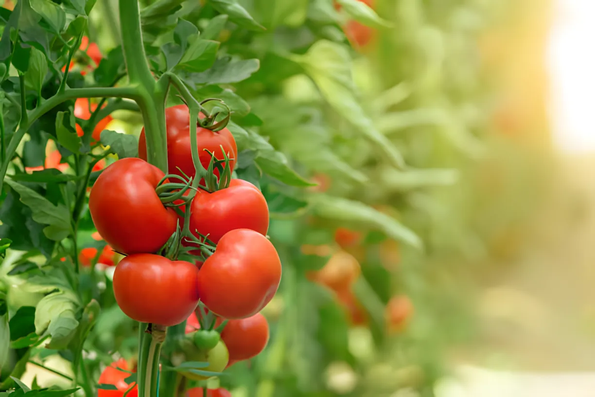 De belangrijkste voedingen voor tomaten in augustus: wat moet je tomaten voeren als ze geen haast hebben om te oogsten