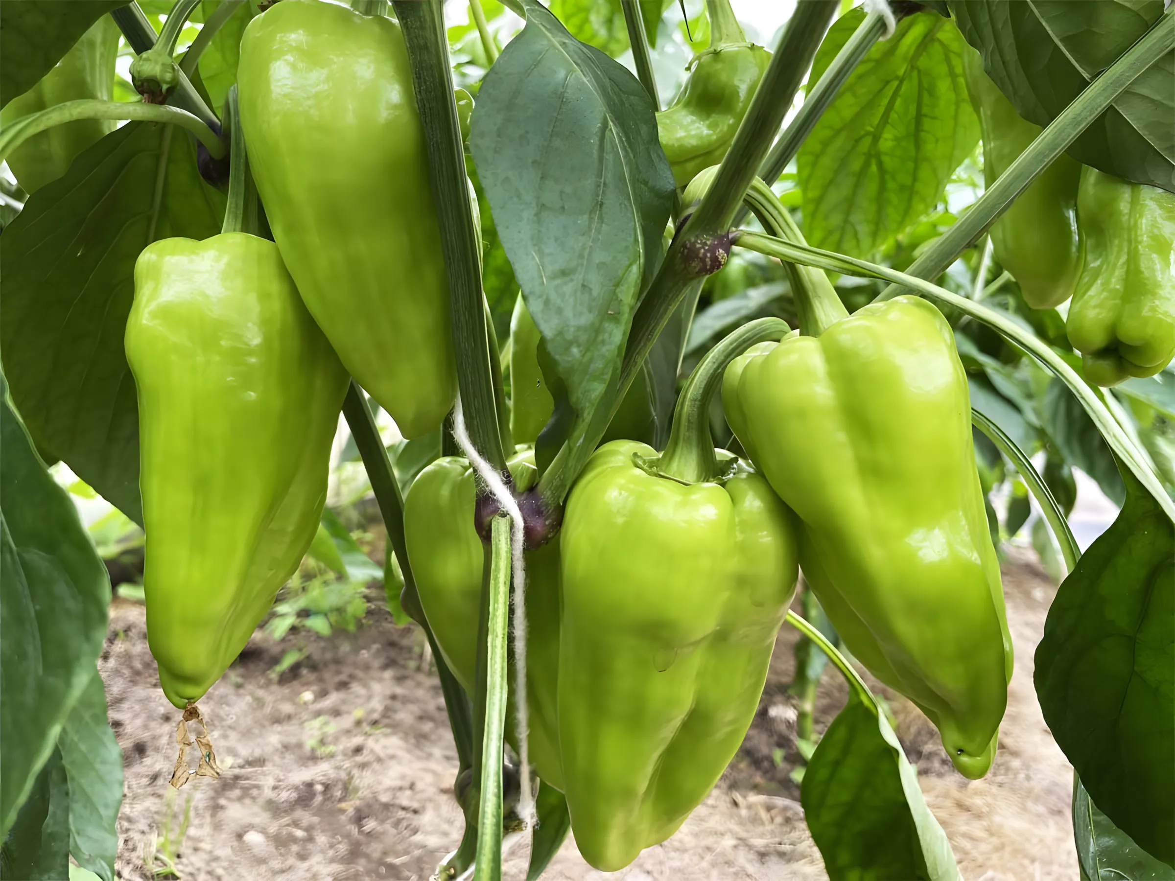 De paprika zal langer vrucht dragen dan normaal! Hoe paprika's te voeren tijdens de vruchtperiode