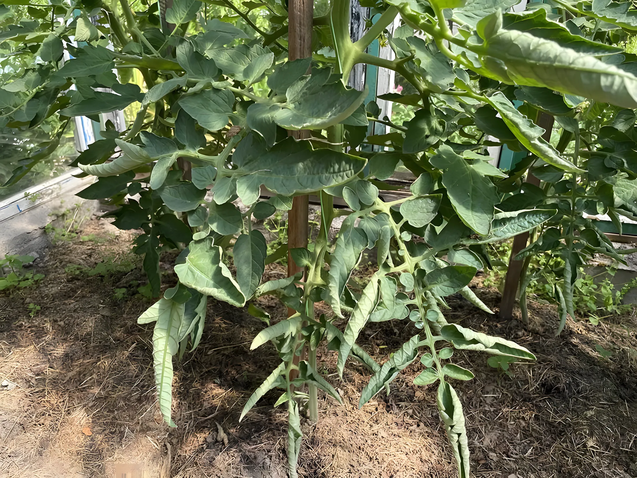 Dit is de reden waarom tomatenbladeren krullen! 10 factoren – welke heb jij?