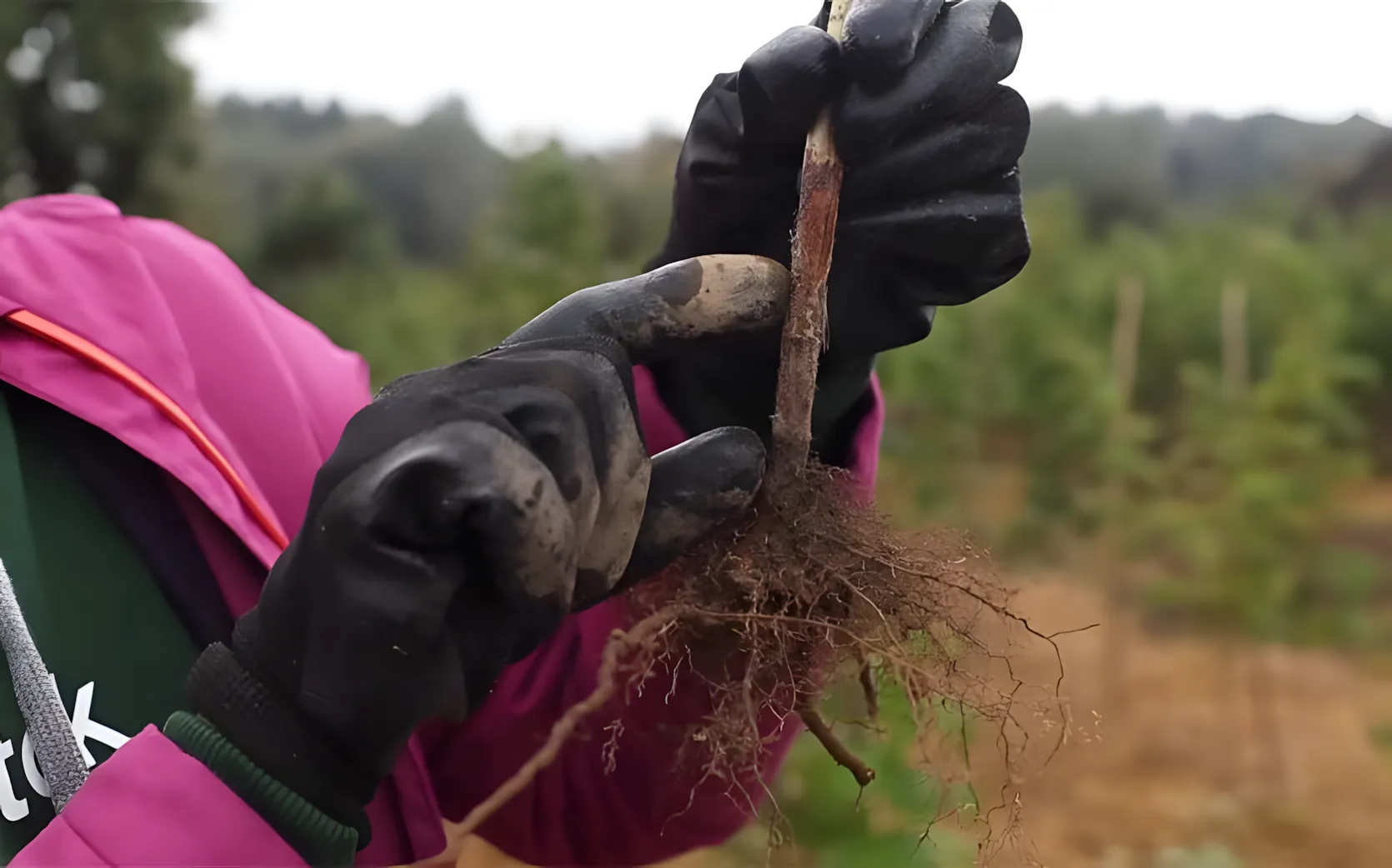 Goede aanplant van frambozen in de herfst: aanbevelingen van een bioloog