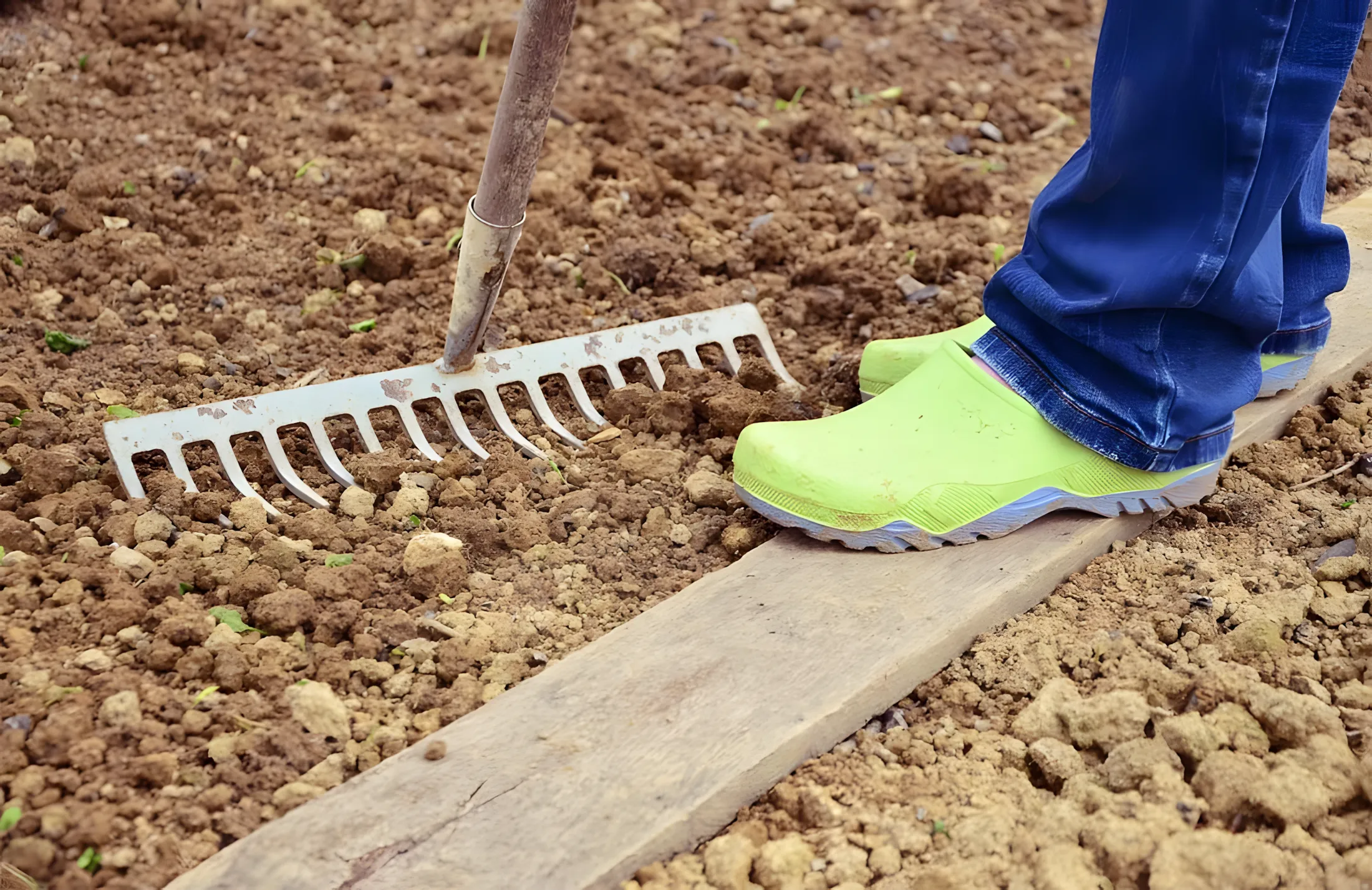 Groenten zaaien vóór de winter: wat, wanneer en hoe te zaaien - legt een agronoom uit