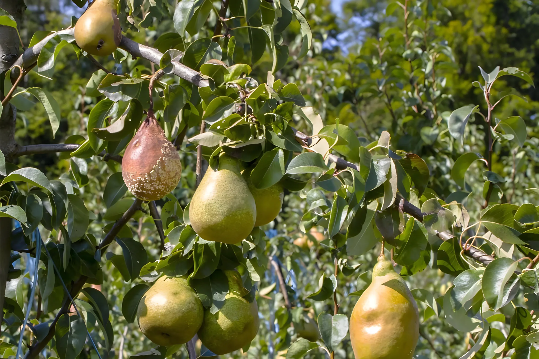 Hoe kan ik het gewas redden van vruchtrot? Bescherm tegen motten, zorg voor water en calcium!