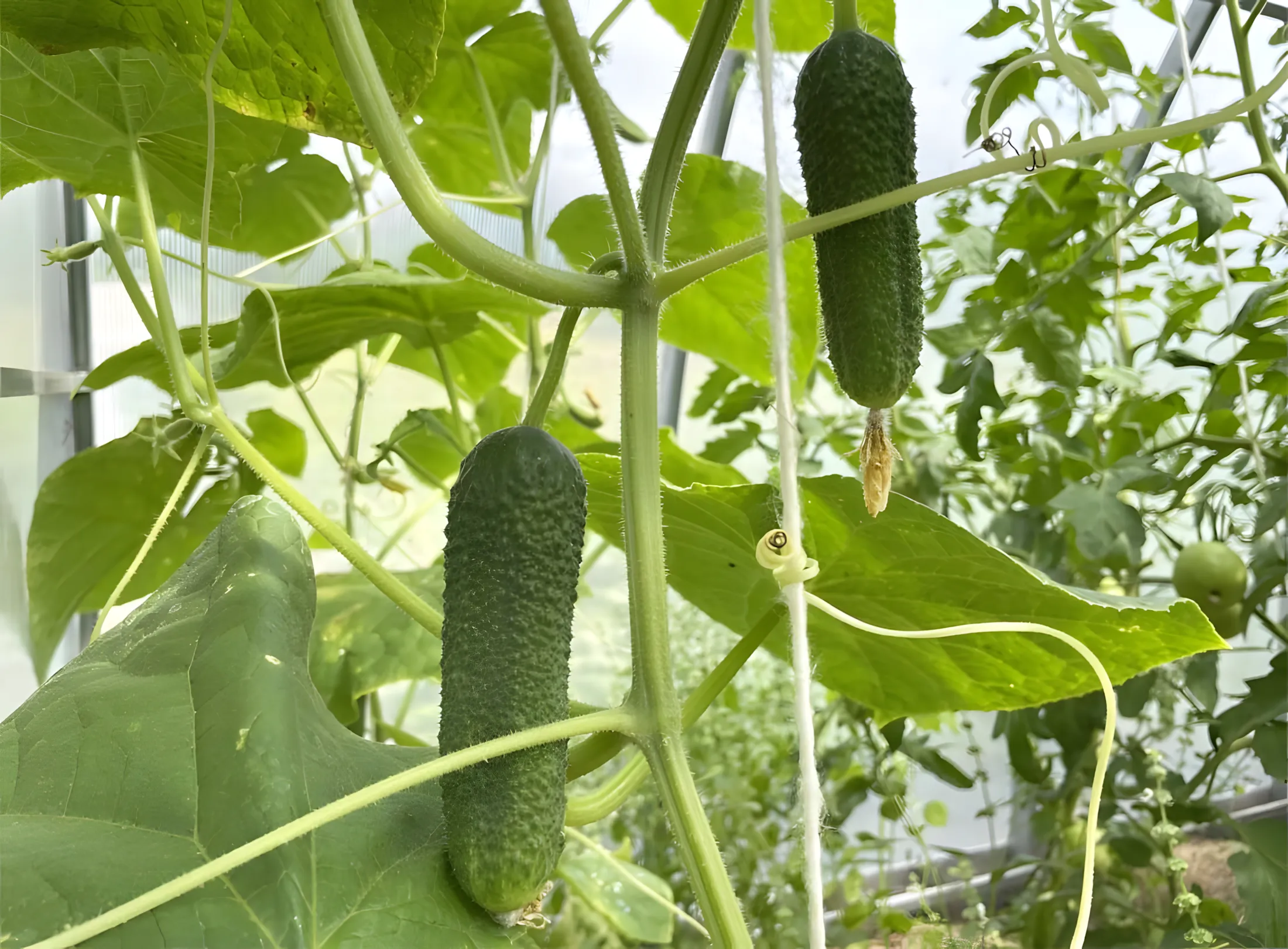 Komkommers en courgettes smaken niet langer bitter! Hoe bitterheid in fruit te voorkomen