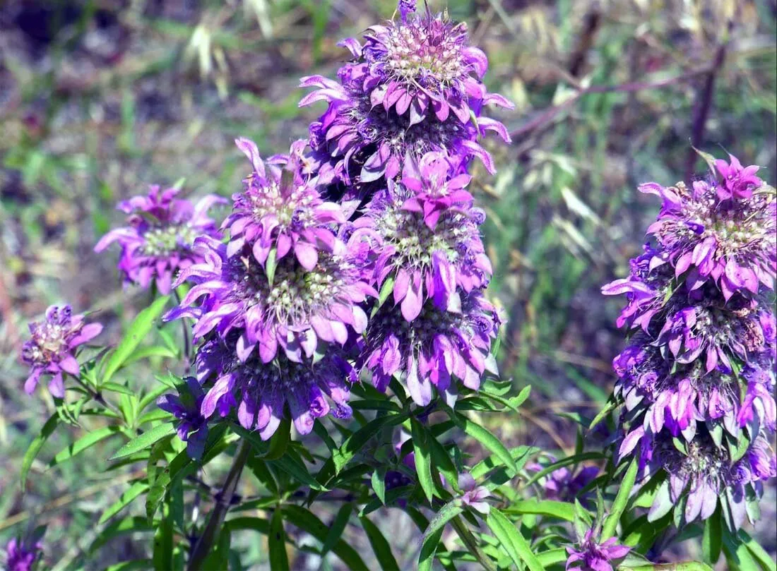 Monarda: de heerlijke geur van bergamot in je tuin