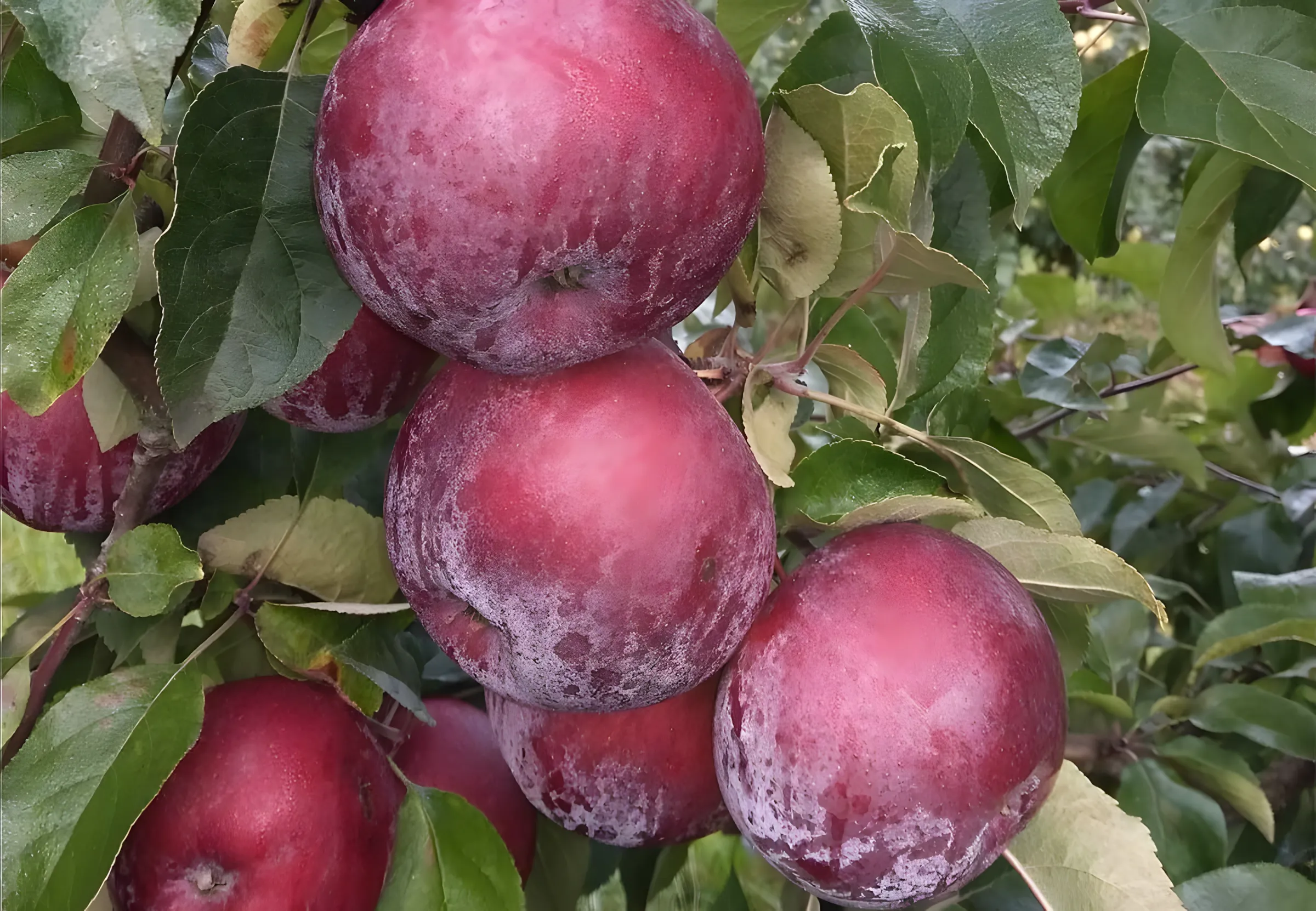 Regels voor het plukken en bewaren van appels en peren. Ze blijven vers tot het voorjaar!