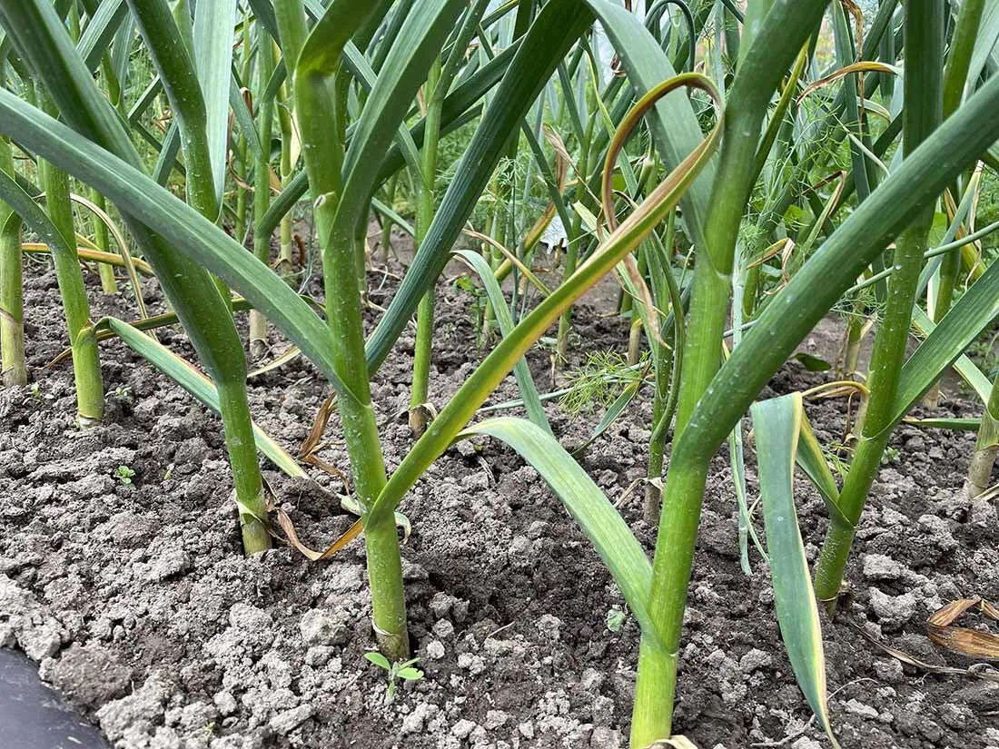 Schiet op en doe het voordat je de knoflook oogst! 4 stappen voor grotere hoofden en betere opslag