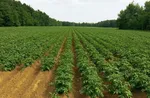 Een deskundige antwoordt. Aardappelen: waarom de toppen verpletteren en is het nodig om ze te schillen?