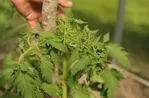 Hoe herken en elimineer je het vetmesten van tomaten?  Goede voeding en een “droog” dieet