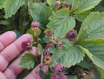 5 Gevaarlijke aardbeienplagen die zich voordoen als anderen