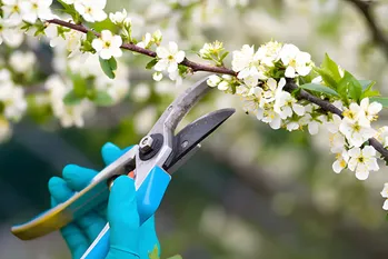 5 planten om te snoeien in juni