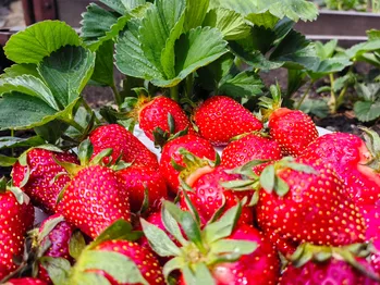 8 antwoorden op prangende lezersvragen over aardbeienteelt