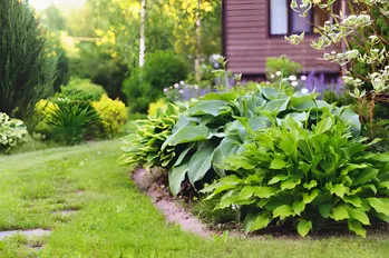 8 ideeën voor het creëren van een prachtige hostatuin