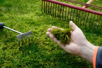 Augustus plantenvoeding met mosinfusie: hoe mos te gebruiken om de vruchtvorming en jeugd van planten te verlengen