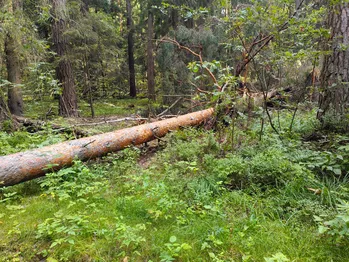 Dat is een leugen: bomen pompen geen water weg en draineren een gebied niet.