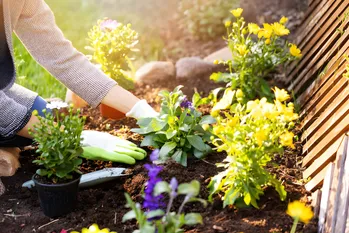 Drie belangrijke fouten die voorkomen dat uw tuin vruchtbaar wordt. Corrigeer ze. En alles zal goed komen