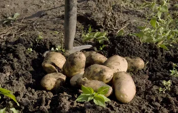 Een deskundige antwoordt. Bewaar aardappelen tot het voorjaar zonder kelders, volgens de ervaring van onze voorouders