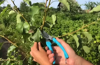 Een deskundige antwoordt. Daarom is snoeien en knijpen in de boomgaard in de zomer nodig!