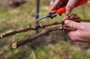 Een deskundige antwoordt. Frambozengalmug: hoe verdrijft u de plaag uit uw tuin?