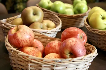 Een deskundige antwoordt. Wat gebeurt er als je een winterappelboom op een zomerappel ent?