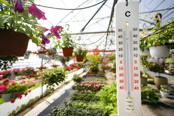 Eenvoudige tips om planten te redden op het heetst van de dag