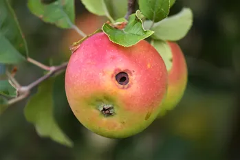 Fruitmot in de tuin: hoe om te gaan met de plaag met behulp van biologische producten en landbouwtechnologie