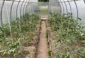 Geef jij je tomaten op de juiste manier water? Raadpleeg de aanbevelingen van uw bioloog