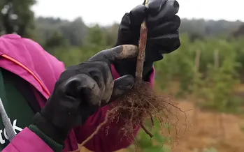 Goede aanplant van frambozen in de herfst: aanbevelingen van een bioloog