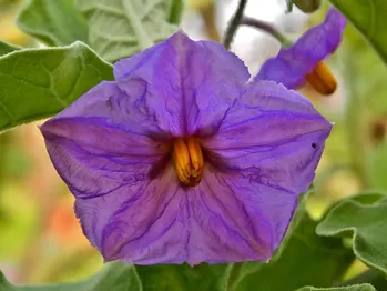 Het kweken van aubergines kan niet eenvoudiger als je weet wat ze nodig hebben! Agronoom legt uit