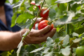 Het voeren van TOMATEN is zeer effectief, maar de meeste zomerbewoners weten niet hoe ze dat moeten doen. Maar dat bespaart u een heel groot probleem