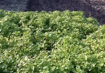 Hoe je de bodemvruchtbaarheid kunt vergroten zonder mest en compost: betaalbare organische stof voor je tuin