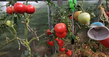 Ik bind de tomaten vast met een slinger met lussen zodat de stengel niet wegglijdt en de kwastjes niet breken