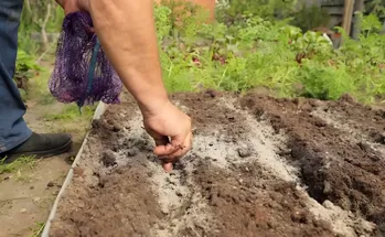 Knoflook planten in de herfst: advies van agronomen voor rijke oogsten