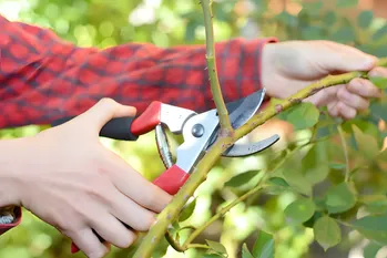 LEER deze DRIE KENMERKEN van uw TUIN en bomen en er zullen geen problemen zijn met snoeien en ENORME OOGST