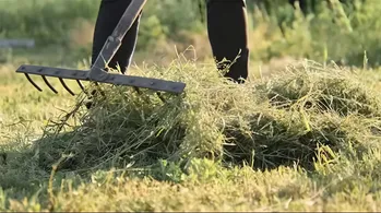 Mulchen met gemaaid gras: voordeel of nadeel? Agronoom legt uit