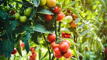 TOMATENzaailingen verliezen bladeren! Dit is geen reden tot paniek, we gaan met succes om met deze ziekte!