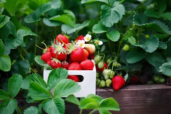 Verplicht werken met aardbeien in augustus: hoe je aardbeien kunt helpen kracht te krijgen voor de nieuwe oogst