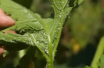 We kunnen wittevlieg bestrijden zonder “chemie”! Dit is wat helpt tegen de vervelende plaag