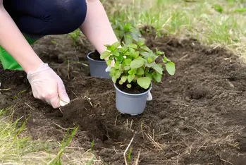 Welke mooie hosta's kun je in de zon planten en wat is het geheim van hun uithoudingsvermogen?