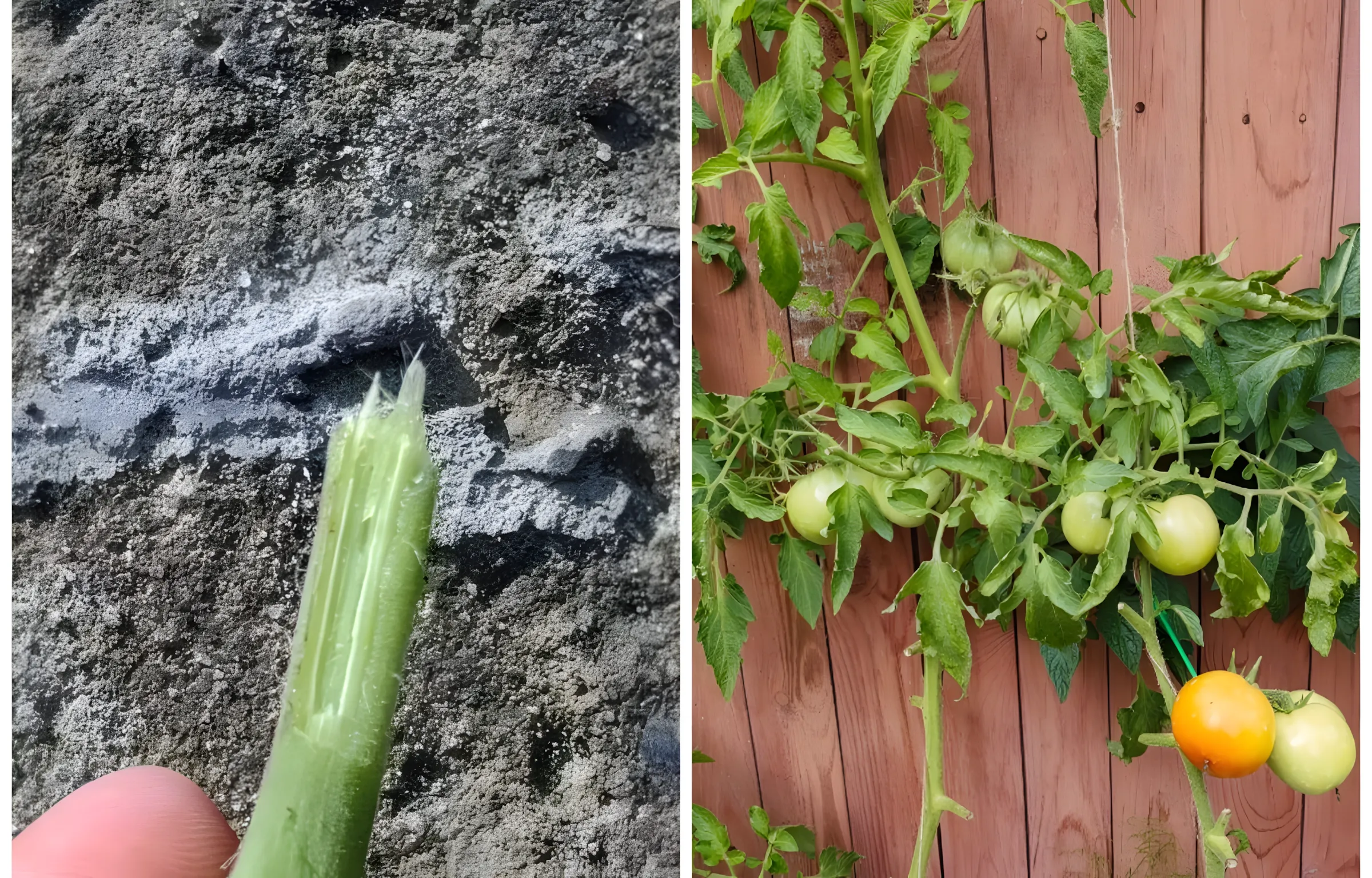 "Twee gezichten" verwelking. Deze ziekte laat je zonder tomaten achter