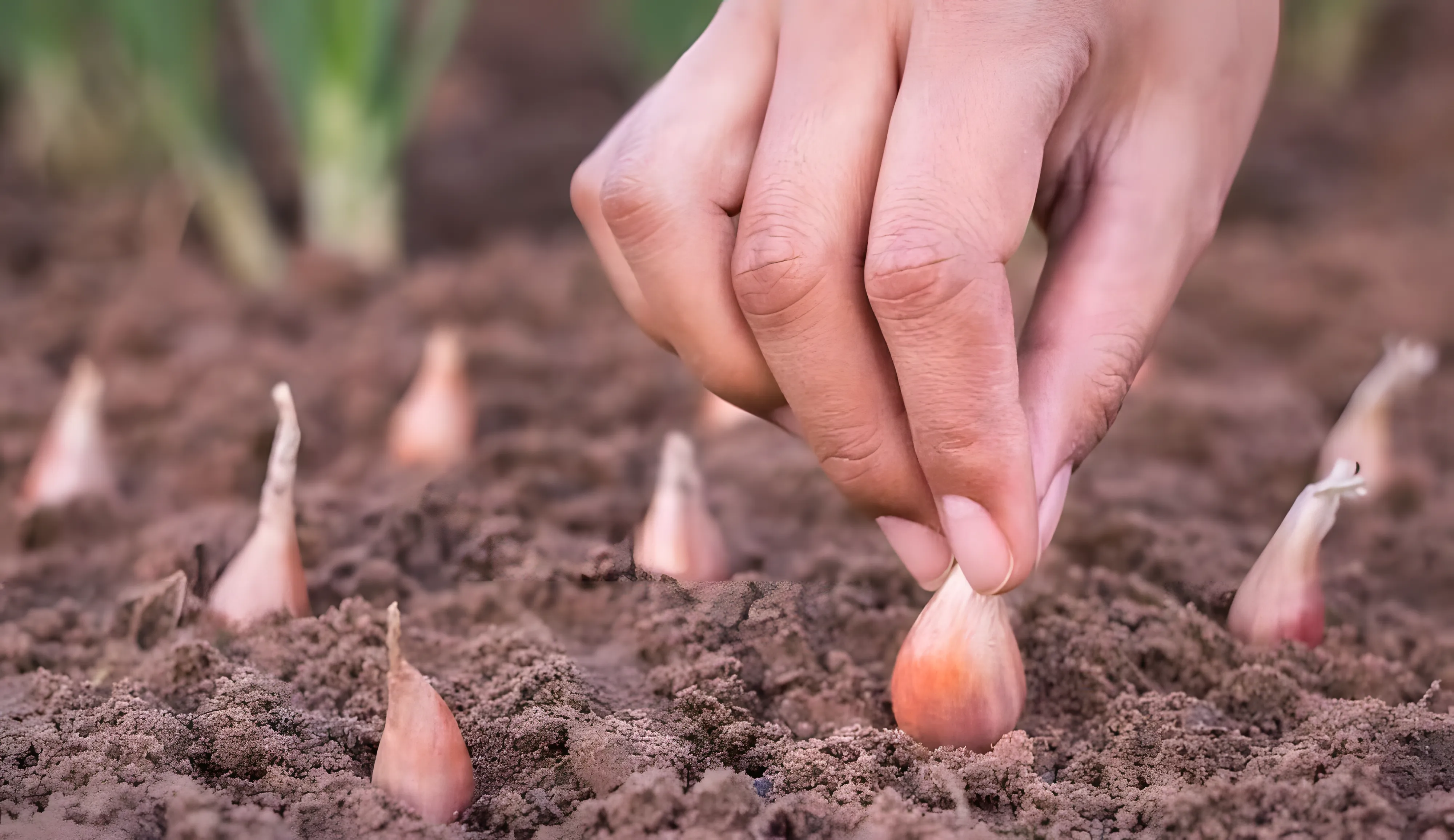 Uien planten in de lente: aanbevelingen