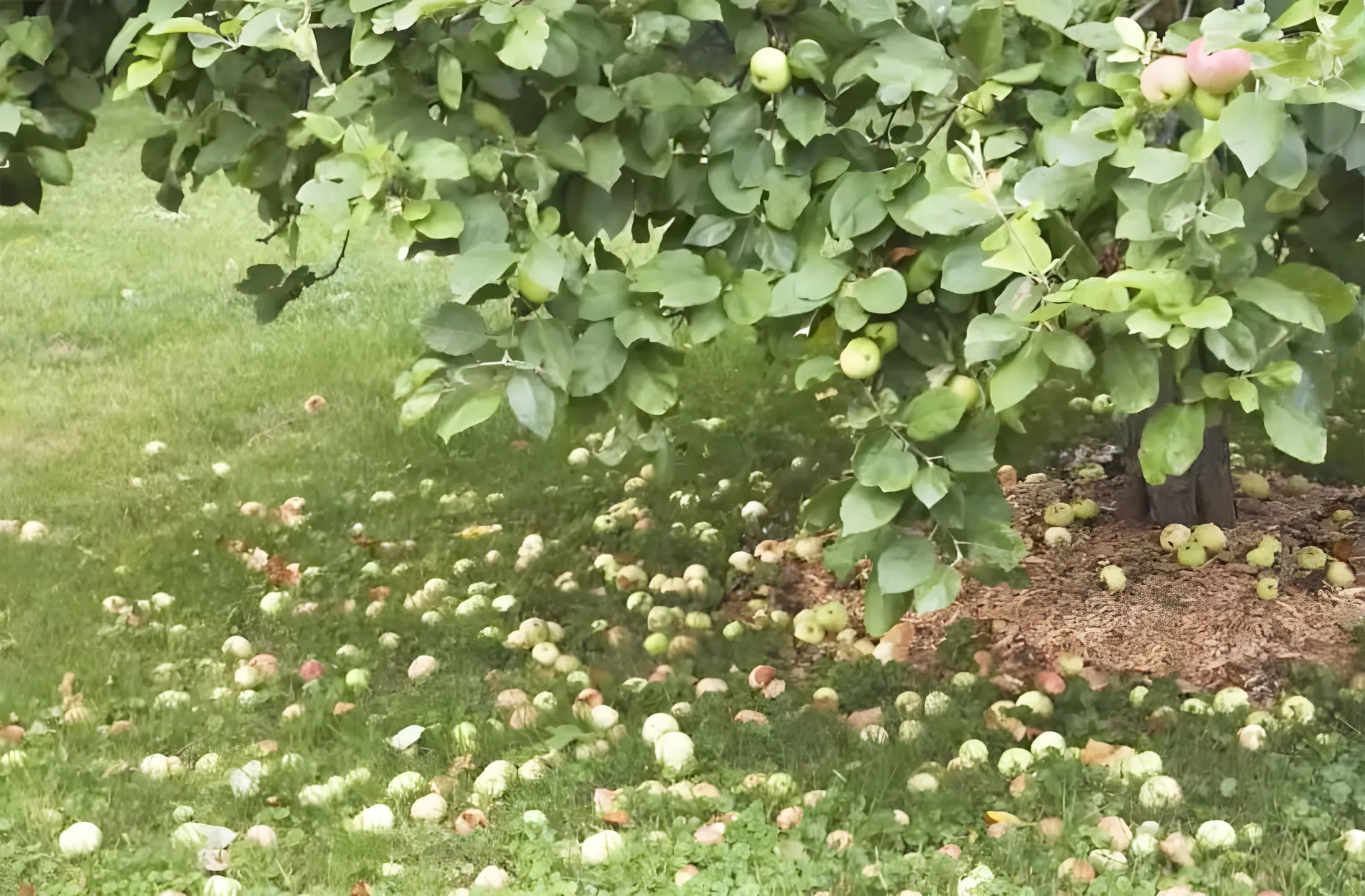 Waarom vallen appels onrijp? Bioloog legt uit hoe je de oogst kunt behouden